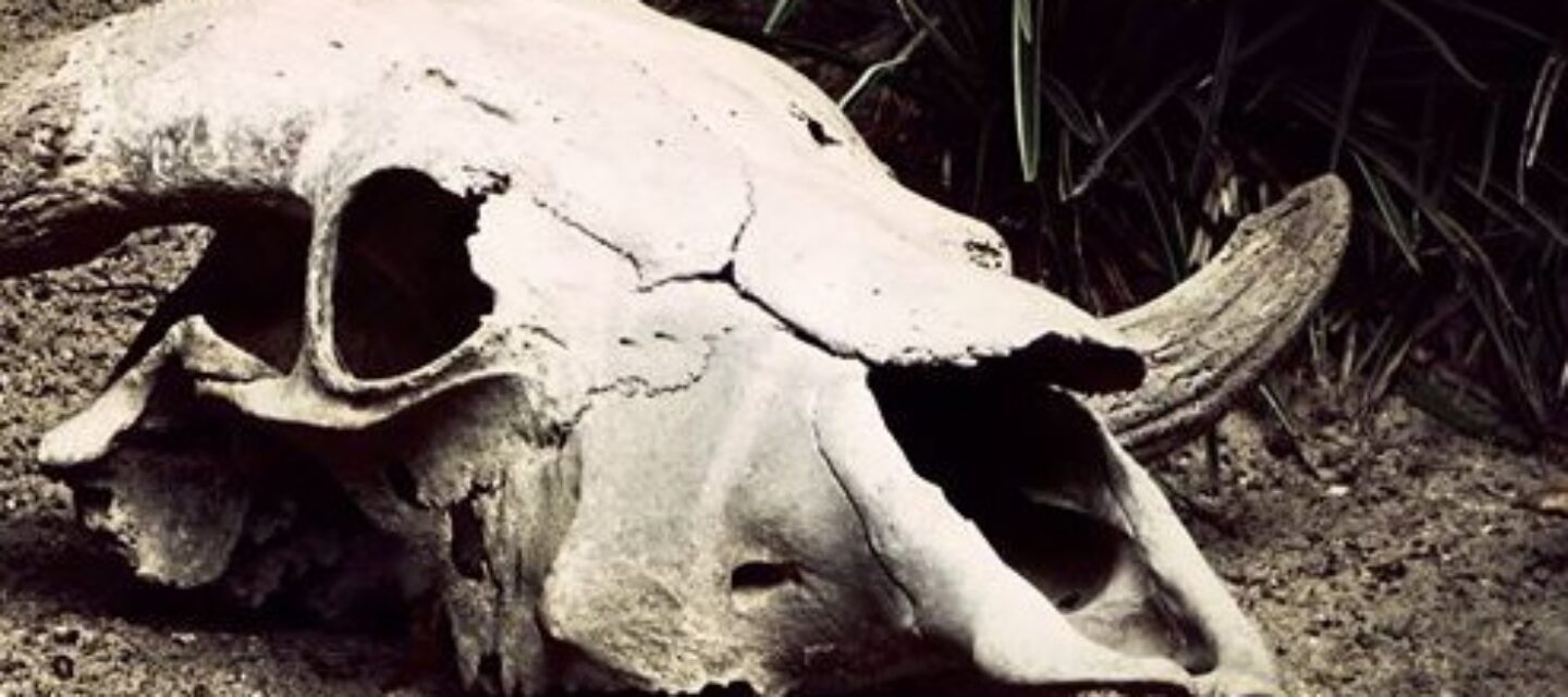 suchac-e1421410624360