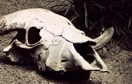 suchac-e1421410624360